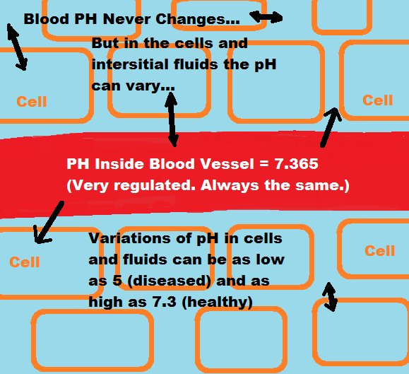 blood-ph-regulation-illustration.png