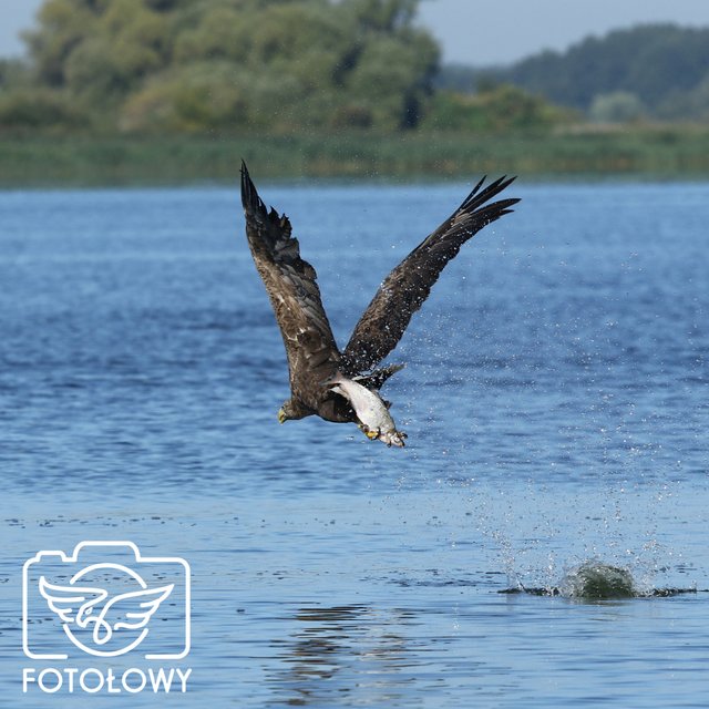 20180903-OneDayOneEagel-stepnica-janusz-gancarczyk-fotolowy-orly-z-bliska-white-tailed-eagle.jpg