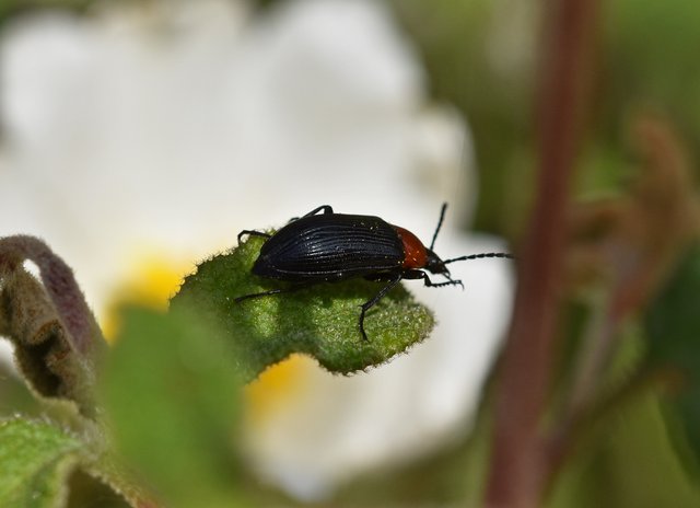 black beetle 1.jpg