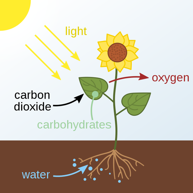 708px-Photosynthesis_en.svg.png