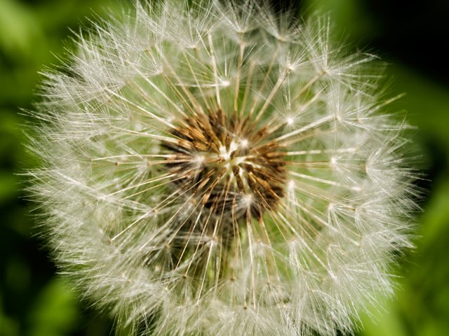 Dandelion-Seeds.jpg