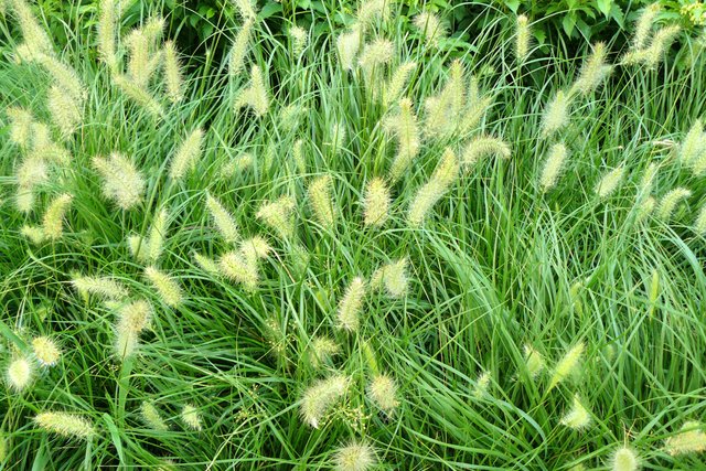 foxtail-grass-poisoning.jpg