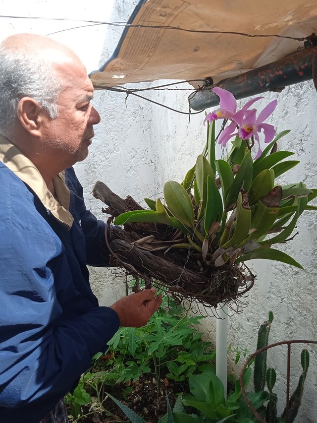 Contemplando la orquidea y su aromático olor.jpg