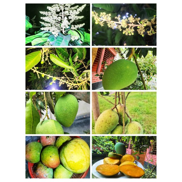 PhotoCollage_1749967036595.jpg