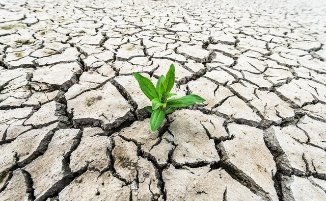 depositphotos_72037839-stock-photo-plant-sprouting-in-the-desert.jpg