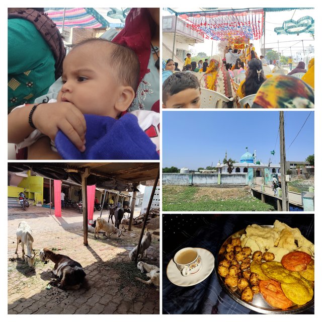 IMG_20250411_095022-COLLAGE.jpg