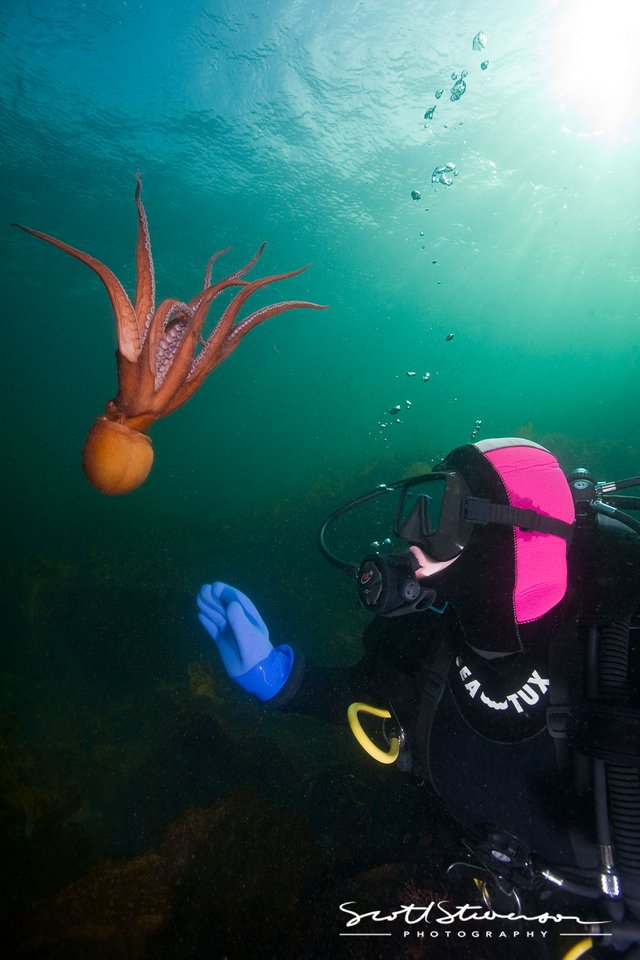 Giant Pacific Octopus-1.jpg