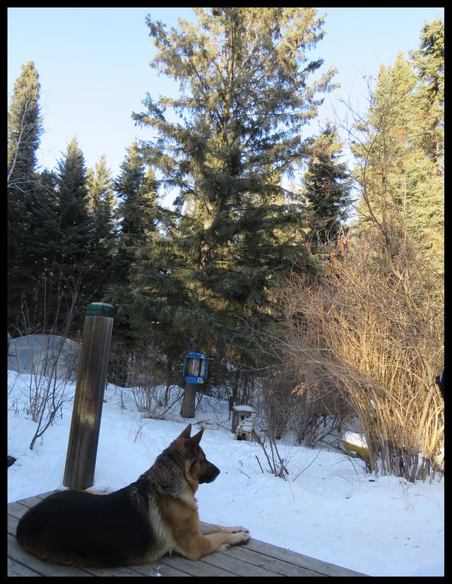 Bruno looking out at evergreens by deck.JPG