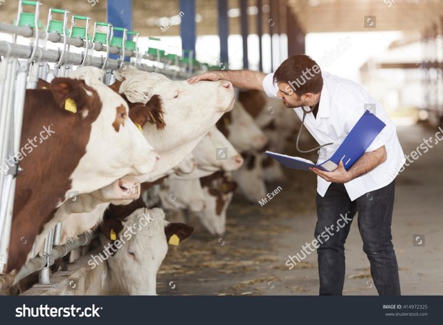 stock-photo-cow-veterinary-414972325.jpg