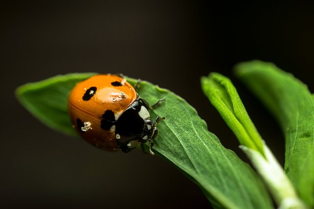 05-06-2018-ladybug-05798.jpg
