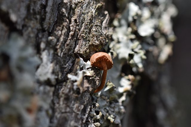 mushroom mini cork tree  2.jpg