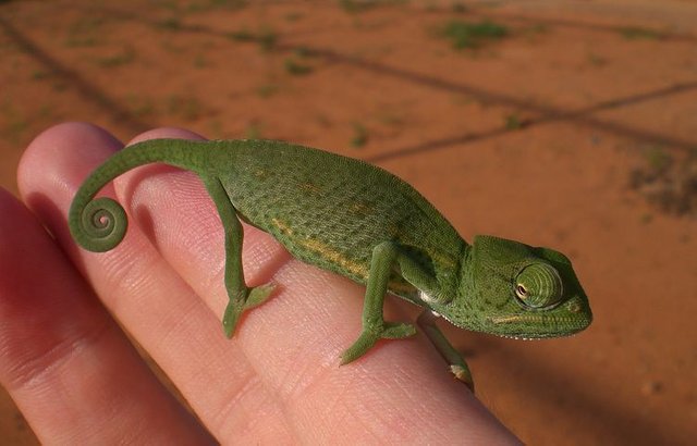 chameleon-557372__480.jpg