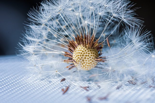 dandelion-5182632_1280.jpg