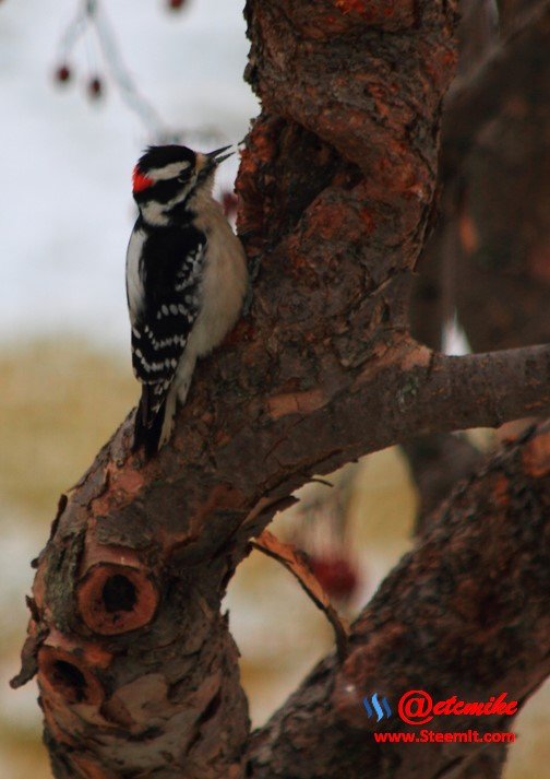 Downy Woodpecker PFW0037.JPG