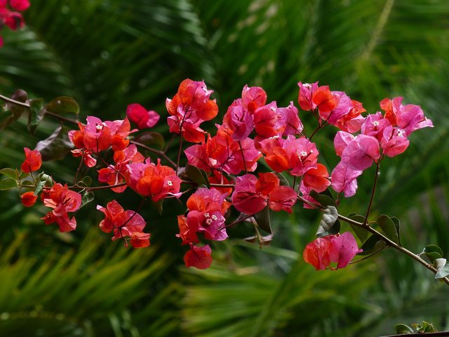 269-Intensität-bougainvillea-384311_1280_Pixabay_Hans.jpg