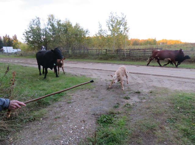 Don Chasing the calf to keep it moving on with the herd.JPG