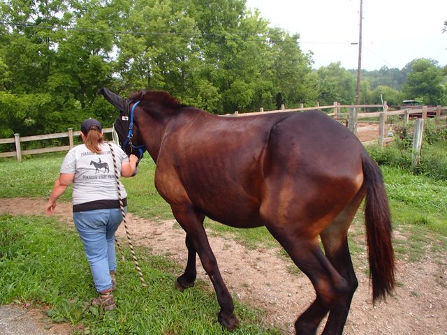 Mule huge.JPG