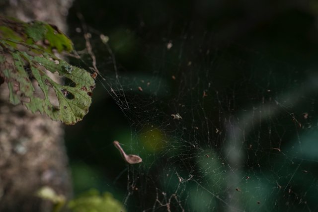 DSC02655.jpg