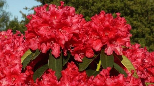 Nepali Flower.jpg