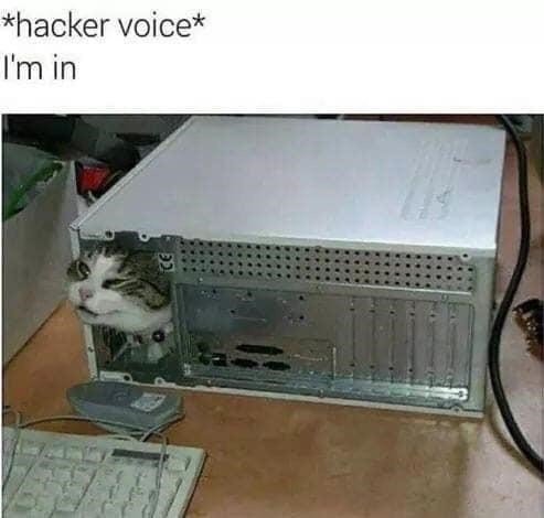 cat-hacker-voice.jpg