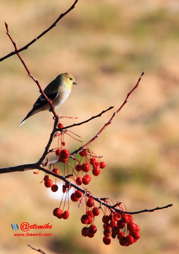 American Goldfinch PFW0153.JPG