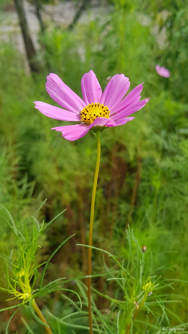 Beautiful-Pink-Flower-Photography-4K-Ultra-HD-Mobile-Wallpaper.jpg