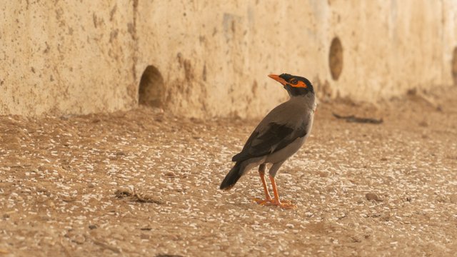 Bank myna bird looking back to rotate head in aggressive mood.jpg