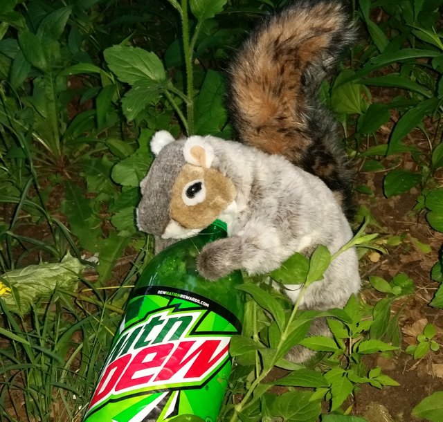 squirrel dew.jpg