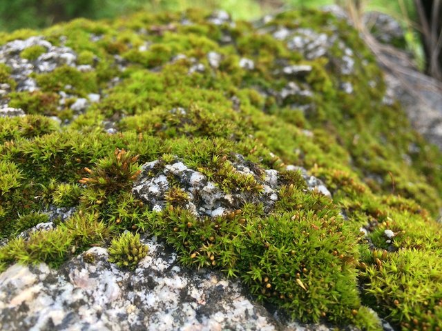 rock-5492173_1280.jpg