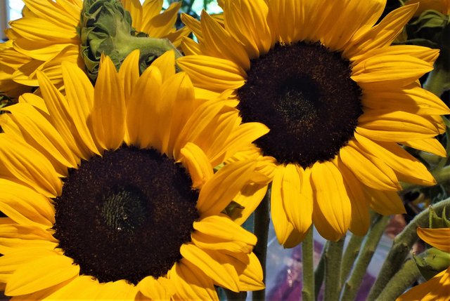 x069-Sunflowers.jpg