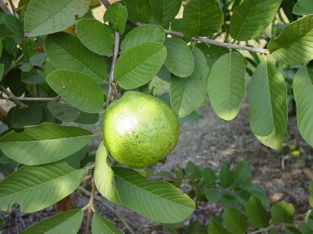 Guava-fruit-1.jpg