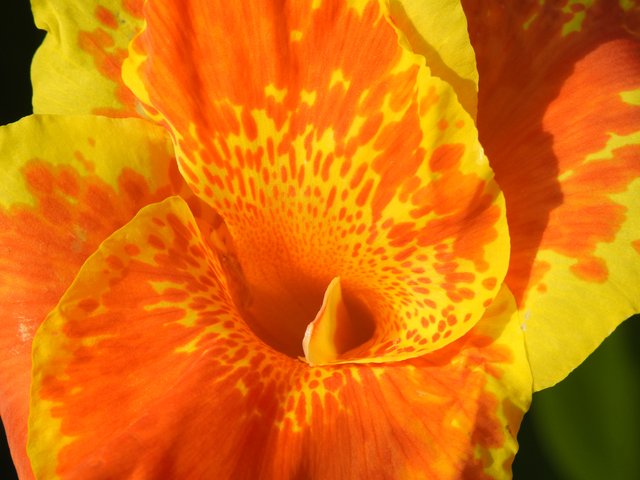colorful_photography_flower_canna_picasso_lily.jpg