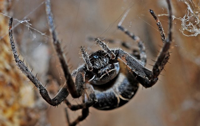 spider-564635_1280.jpg