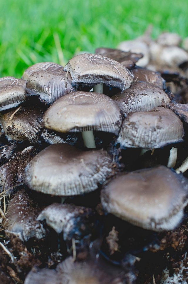 Mushrooms growing on the green grass.JPG