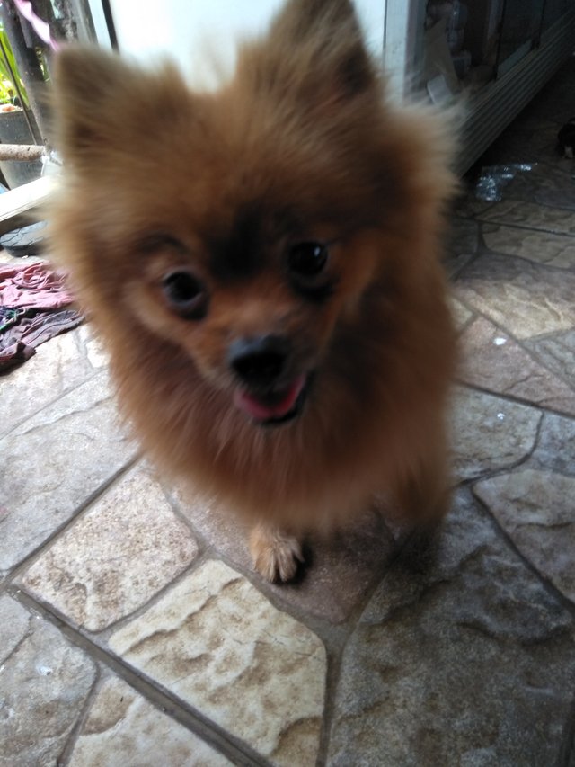 Dapat Anjing Kecil Steemit