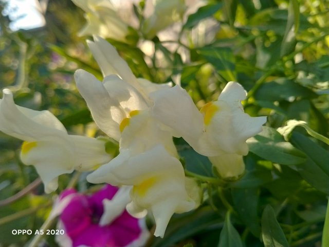 snapdragon (1).jpeg