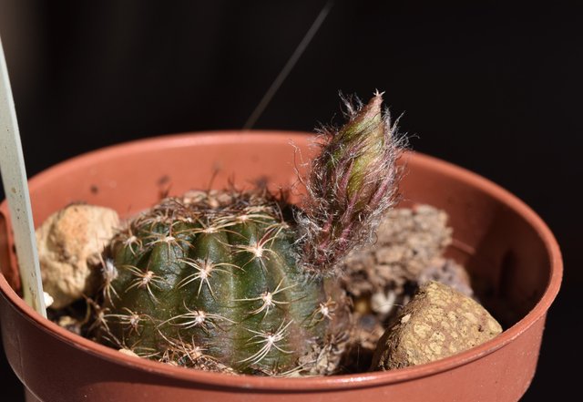 cactus hairy bud Ludmila 1.jpg