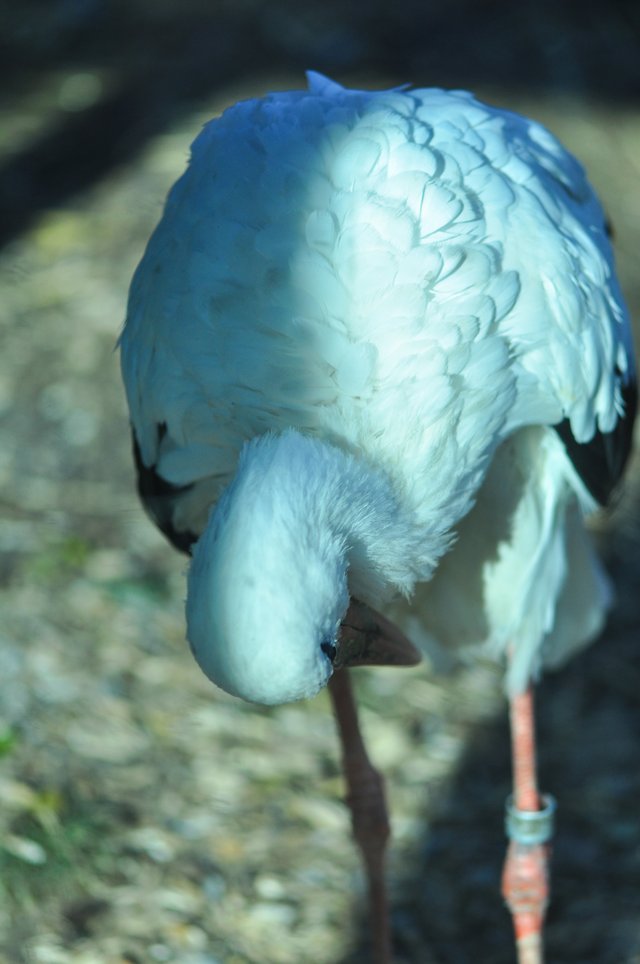 dsc_0227.jpg