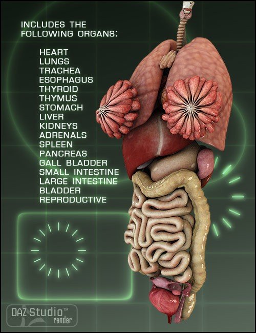 organs.jpg