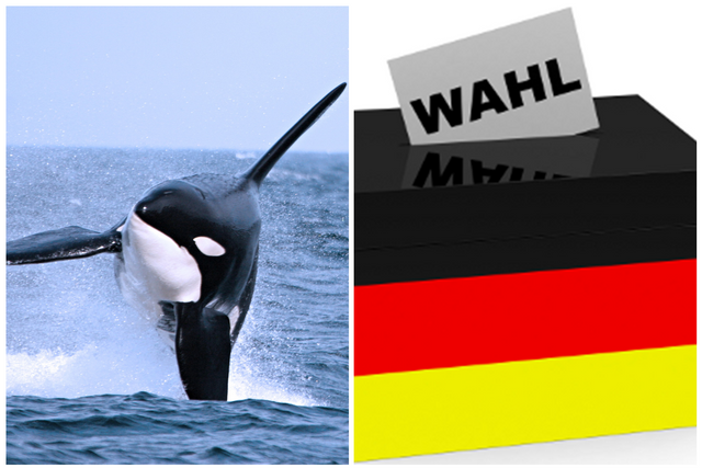 Wahl und Wal.png