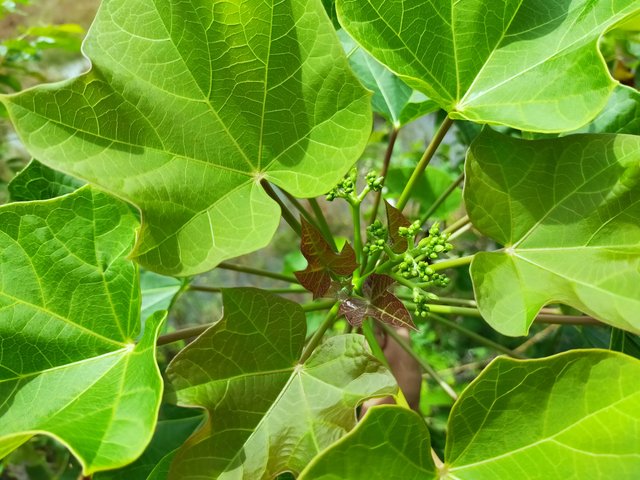 Leaves Fresh Jatropha (13).jpg