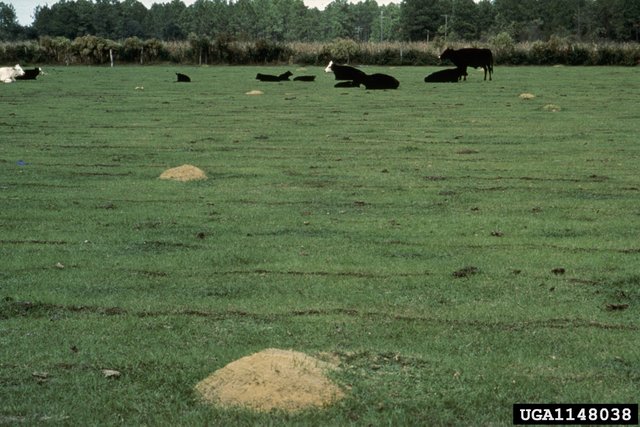 S. invicta mounds_over_farmland USDA APHIS PPQ - Imported Fire Ant Station.jpg