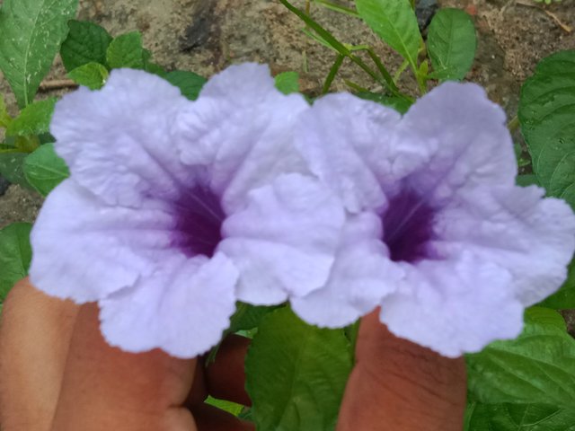 IMG_20250909_192325.jpg