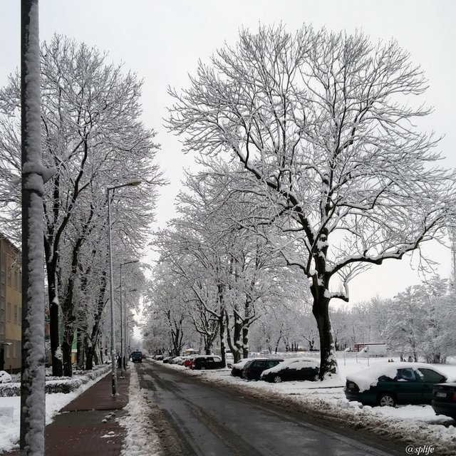 ośnieżone drzewa.jpg