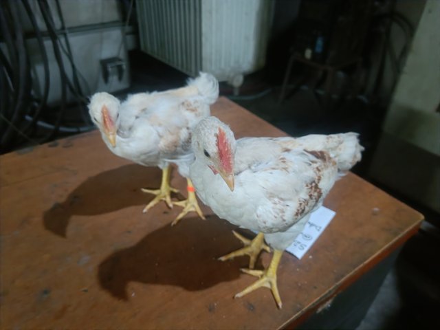 IMG20250601162941.jpg