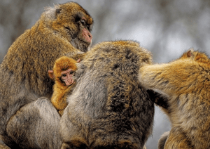 barbary-macaque-8142917_1280 (1).png