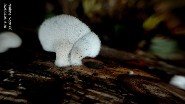 IMG_20250608_132001.jpg