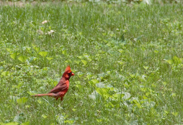 Richmondena cardinalis -.jpg