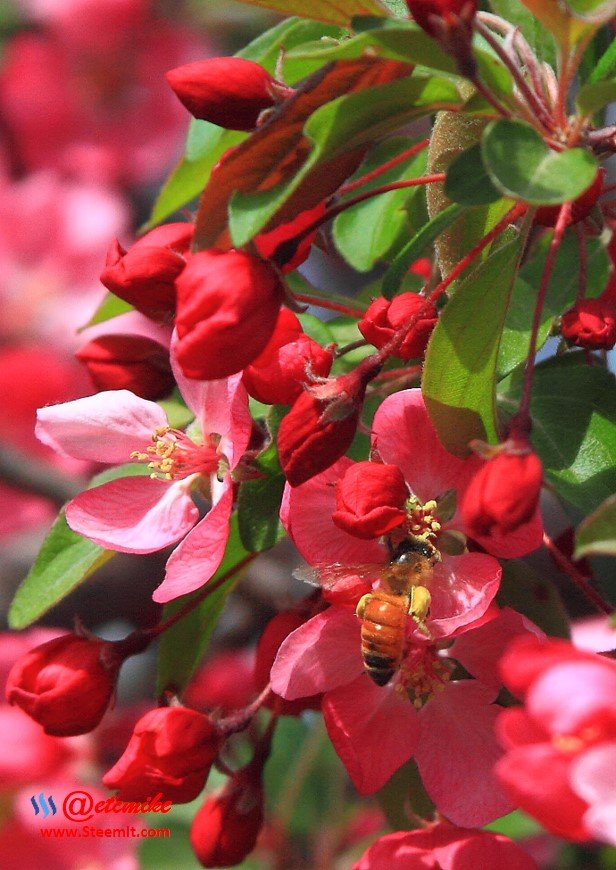 indian-magic-flowering-crabapple blooms spring honeybee pollination pollinating IMB-0077.JPG