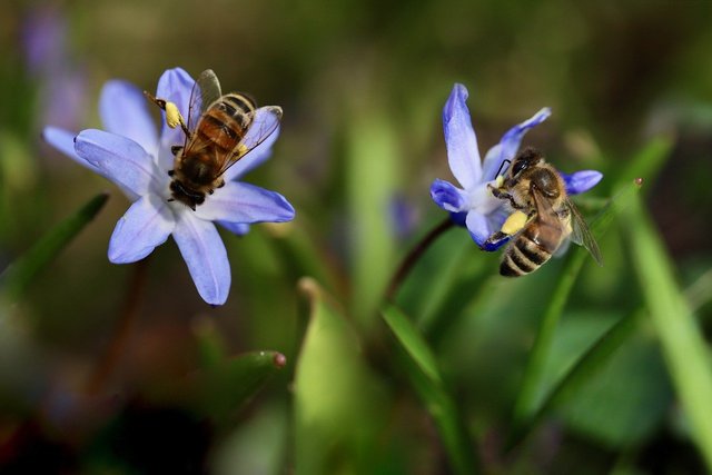 bees-7873791_1280.jpg